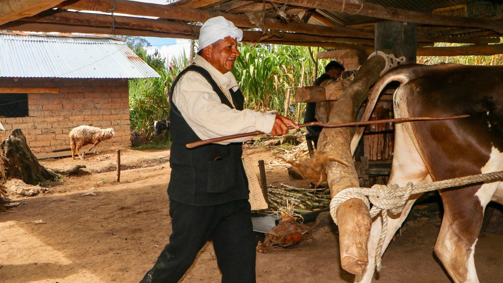 Sholón en Olla de Plata